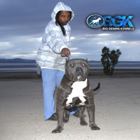 This big blue XXL Pitbull is BGK's Picasso produced by Big Gemini Kennels