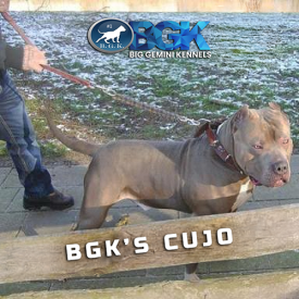 This big bluenose XXL Pitbull is BGK's Cujo a legendary Pit Bull star at BGK Europe