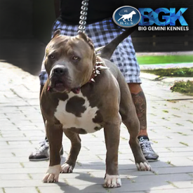 This big bluenose XXL Pitbull is BGK's Cujo a legendary Pit Bull super producer star at BGK Europe