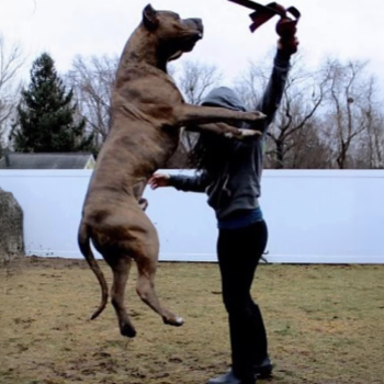 This big extra large Pitbull is jumping higher than the owner