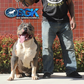 This blue tri XL American Bully beast is none other than BGK's Savage, produced by Big Gemini Kennels