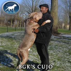 This dog is truly massive! BGK's Cuji from Big Gemini Kennels Europe. One of the legends. A XXL American Bully.