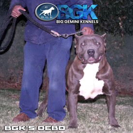 This enormous XL Pitbull isn't the Hulk. This is The Rock's son, BGK's Debo from Big Gemini Kennels