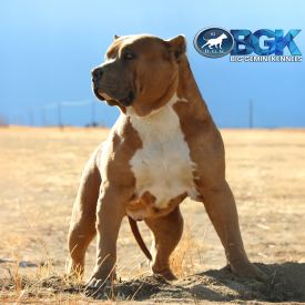 This gigantic blue fawn extreme XL American Bully is none other than Big Gemini Kennel's Mufassa, a stud dog at BGK where quality matters