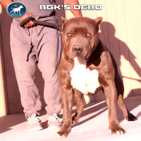 This gigantic blue pitbull XXL is none other than BGK's Debo, a BGK The Rock son