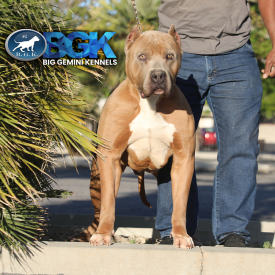 This massive blue fawn XXL Pitbull bluenose is BGK's Rampage owned and produced by Big Gemini Kennels of CA