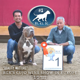 XL Bluenose Pitbull BGK's Cujo winning a show in Europe