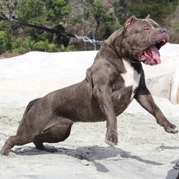 XXL Bluenose Pitbulls for sale from BGK Big Gemini Kennels OG Pitbull breeders