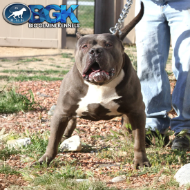 XXL blue Bully Pitbull BGK's Picasso on a big ass chain collar and leash