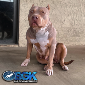 AE’s Nahla of BGK is a lilac tri female XL Bully Pitbull at BGK Big Gemini Kennels. She is muscular and athletic XXL Pit Bull UKC and ABCK registered