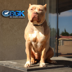 AE’s Nahla of BGK is a lilac tricolor XL American Bully Pit Bull UKC ABKC at BGK Big Gemini Kennels. She is muscular and athletic XXL Pit Bull near me