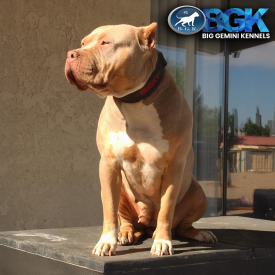 AE’s Nahla of BGK is a lilac tricolor XL American Bully Pitbull UKC ABKC at BGK Big Gemini Kennels. She is muscular and athletic XXL Pit Bull