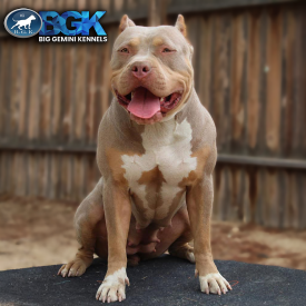 AE’s Nahla of BGK is a massive and muscular lilac tri female XXL Bully Pitbull at BGK Big Gemini Kennels