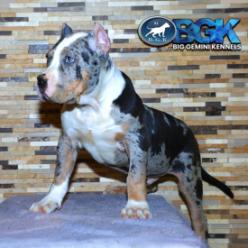 BGK's Big Bentley is a BGK Gambino son. He's gonna be a massive boy. He's blue tri merle and a really big XXL Bully puppy.