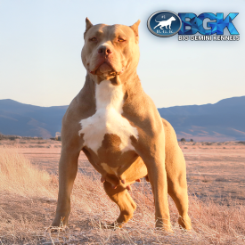 BGK's Coco is a Chocolate XL AMerican Bully DDK The Hulk daughter and first pick female at Big Gemini Kennels of California