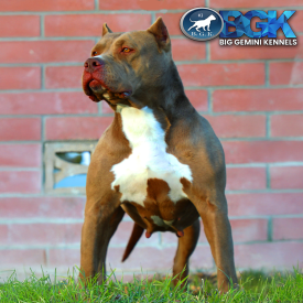 BGK's Coco is a Chocolate XXL Bully DDK The Hulk daughter and first pick female at Big Gemini Kennels