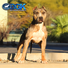 BGK's Jazz is a beautiful royal blue tri merle XXL Bully Pitbull dog from Big Gemini Kennels of California