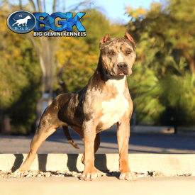 BGK's Jazz is a bluenose blue tri merle XXL Bully XXL Pitbull from Big Gemini Kennels of California