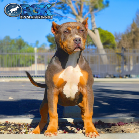 BGK's Kiki is a chocolate tri XXL Bully who is a BGK's Gambino daughter. Produced at Big Gemini Kennels of California