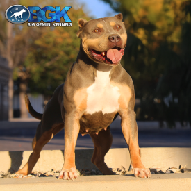 BGK's Lola ia a big chocolate tri XL American Bully who has Pitbull puppies for sale near me