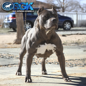 BGK's Queen Kali is a legend and a black XXL Pitbull muscled up freak of nature at Big Gemini Kennels
