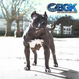 BGK's Queen Kali is a legend and a blue XXL Bully Pitbull muscled up freak at Big Gemini Kennels RBG King Lion daughter