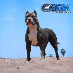 BGK's Stormy is a blue XL Bully who is also bluenose cryptic merle XL Pitbull. The daughter of MBK's Morpheus of Monster Bully Kennels