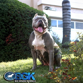 ICK's Iron Cross Kennels Jewelz of BGK. Our Blue Pitbull XL foundation female and the mother of BGK Cujo. Big Gemini Kennels.