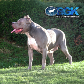 The legend herself, the big blue Pitbull dog that started Big Gemini Kennels. Iron Cross Kennels ICK Jewelz