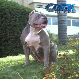 This XXL Blue Bully Pitbull dog is the foundation of Big Gemini Kennels. Iron Cross Kennels ICK's Jewelz of BGK.