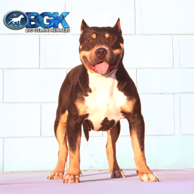 BHK's Trixie of BGK is a blue tri XXL American Bully Coleone and Caveman bloodlines