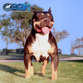 BHK's Trixie of Big Gemini Kennels is a blue tri-color female blue XL Bully blue XL Pitbull at BGK Gig Gemini Kennels