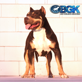 BHK's Trixie of Big Gemini Kennels is a blue tricolor female bluenose XL Bully Pitbull at BGK