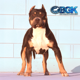 Big Head Kennels BHK's Trixie of BGK Big Gemini Kennels blue tricolor largest XXL Pitbull blue tricolor massive XXL Bully dog female