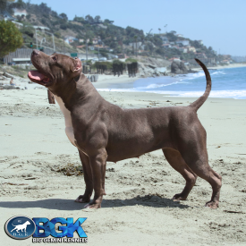 KOS Dolce of BGK is a muscular blue XL American Bully Pitbull at Big Gemini Kennels of California