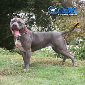 KOS Dolce of BGK is a muscular blue XL Pitbull Bully at Big Gemini Kennels