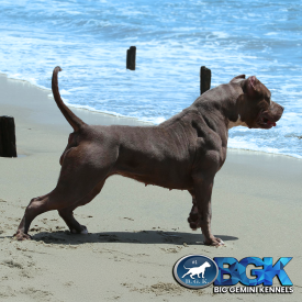 Kennel of Spartans Dolce of BGK is a muscled up XL blue Bully Pitbull this girl is the total package, Drive, muscle, structure, clean, temperament, pedigree