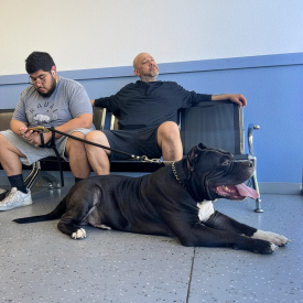 BGK's Black Ice - 177lb XXL American Bully stud resting calmly in a public waiting room