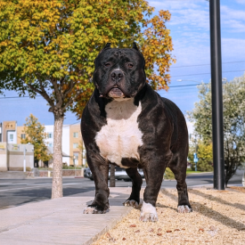 BGK's Black Ice - XL Bully and XXL Pitbull Stud bred by Andre Smith at Big Gemini Kennels CA