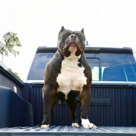 Big Gemini Kennels BGK Black Ice XL Pitbull