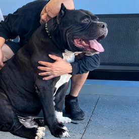 BGK's Black Ice - Massive 177lb XXL Bully stud showing gentle temperament with handler