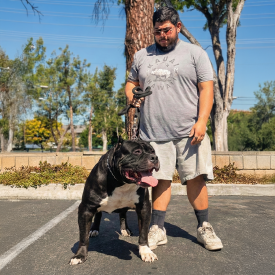 BGK's Black Ice - 177lb XXL American Bully and Pitbull stud standing on leash with handler